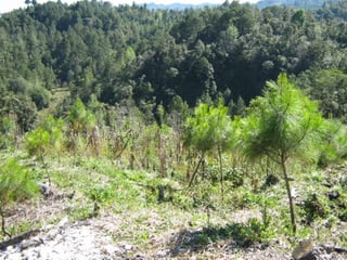 En Venta Finca San Juan Chamelco, Coban - 4
