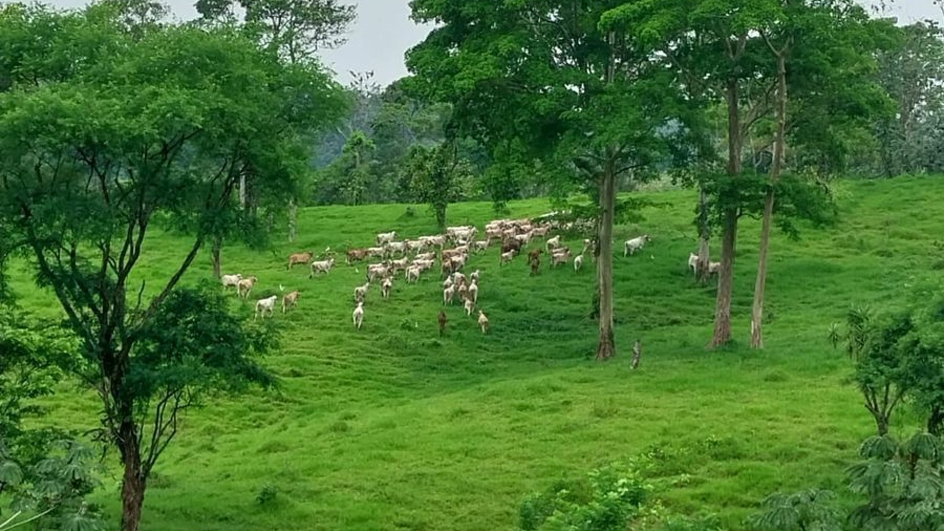 Finca en VENTA de 2 caballerías en Chicacao, Suchitepéquez