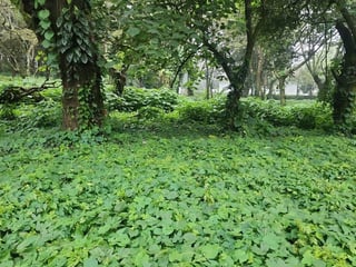 Venta de Terreno Premier Campestre, Km 23 Carr. El Salvador (B) - 3