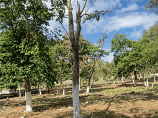 Terreno Residencial en Venta Cuilapa Santa Rosa - 2