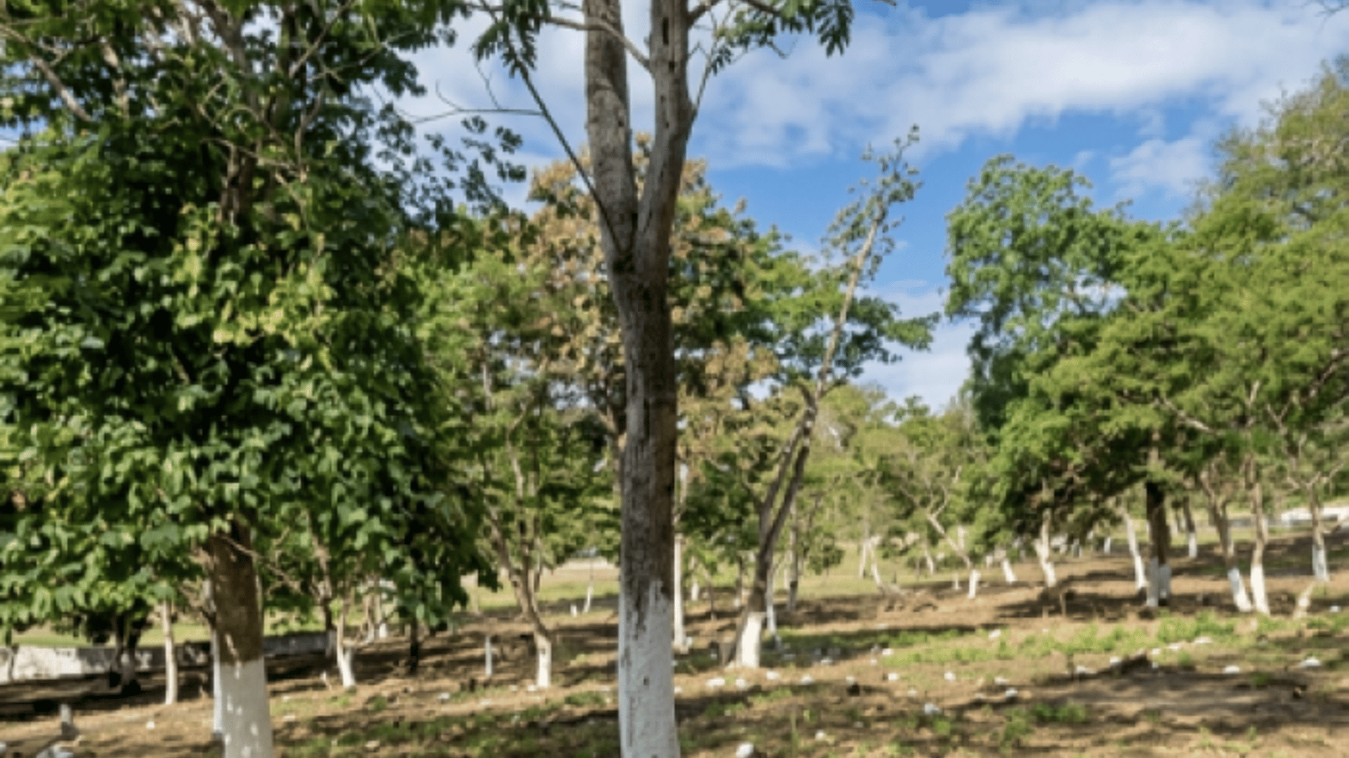 Terreno Residencial en Venta Cuilapa Santa Rosa - Miniatura 2