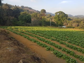 Venta de Terreno Rustico en Sacatepéquez - 3