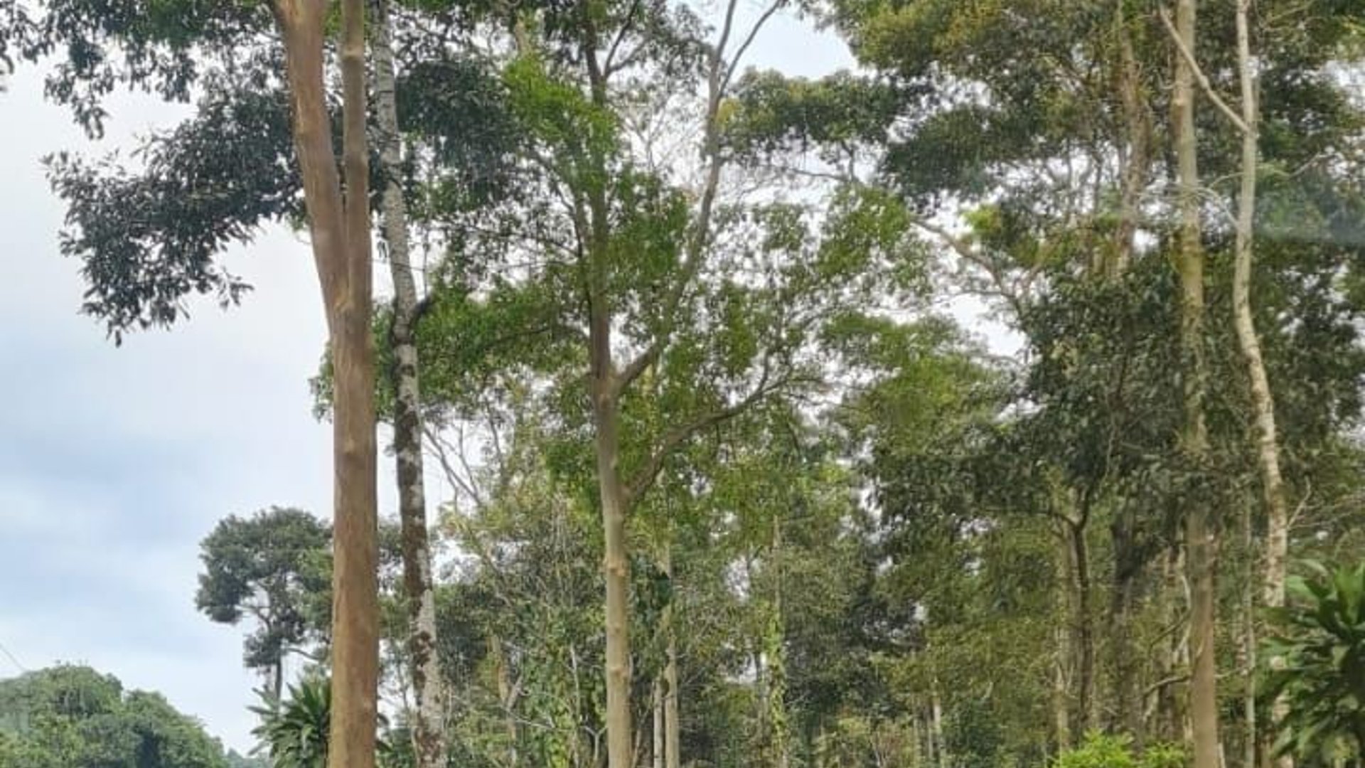 Finca en VENTA de 2 caballerías en Chicacao, Suchitepéquez - Miniatura 16
