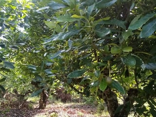 Terreno en venta en Pastores, Sacatepequez - 4