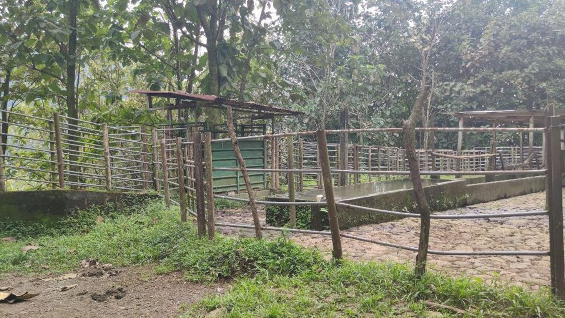 Finca en VENTA de 2 caballerías en Chicacao, Suchitepéquez - Miniatura 19