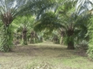 Terreno en Venta en Playa Grande, Quiché - 2