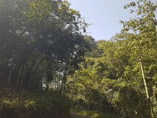 Terreno en Venta en Santa Cruz Verapaz, Alta Verapaz - 2