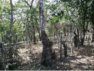 TERRENO EN VENTA EN EL KM 26.5 CARRETERA A SANTA ELENA BARILLAS - 2
