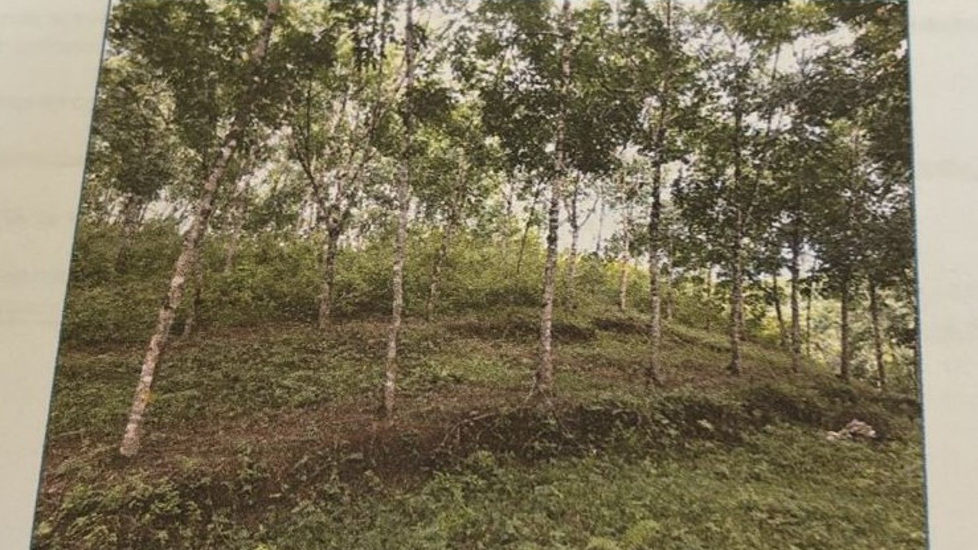Finca de Hule en Venta en Izabal Guatemala