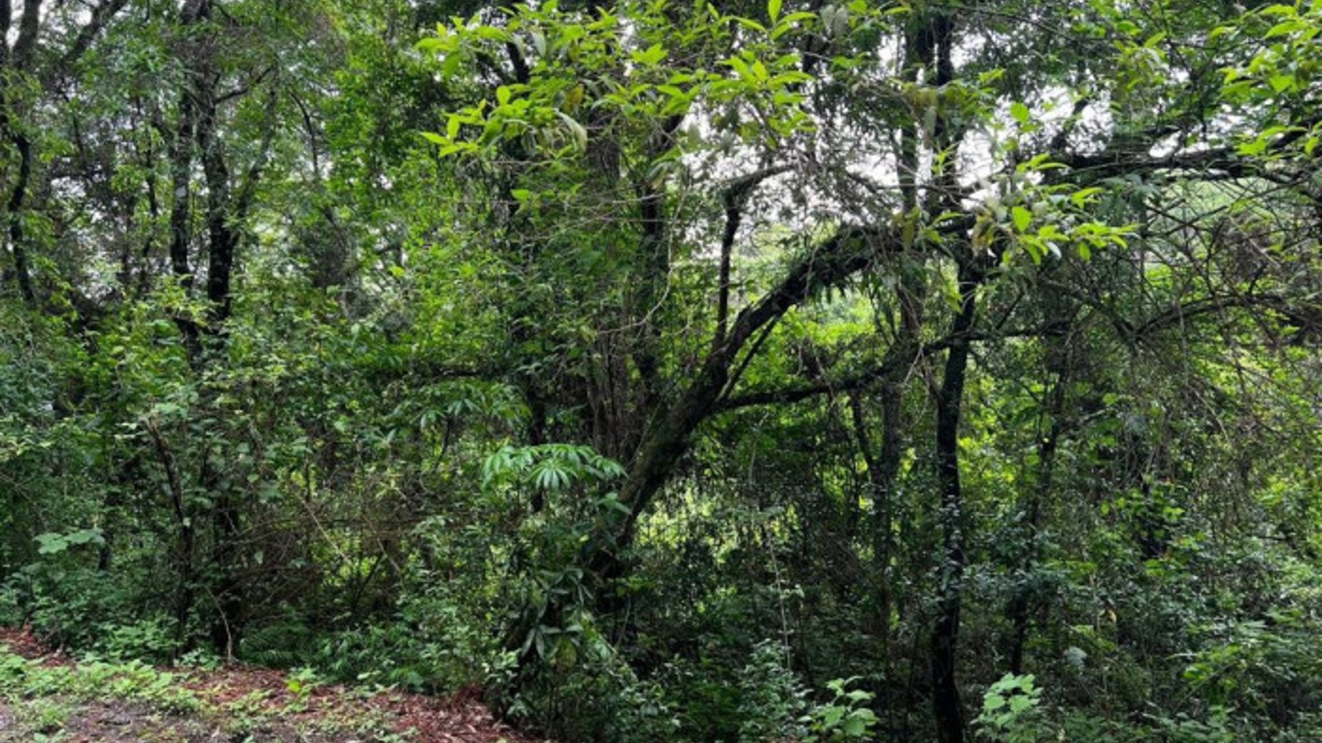 Terreno en Venta en zona 7 el Encinal