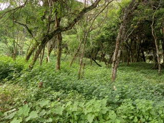 Terreno en Venta KM. 10.5 Carretera el Salvador - 3