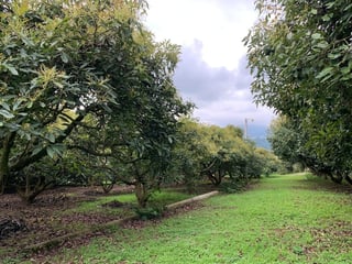 Granja en venta / Santa Lucía Milpas altas - Image 34