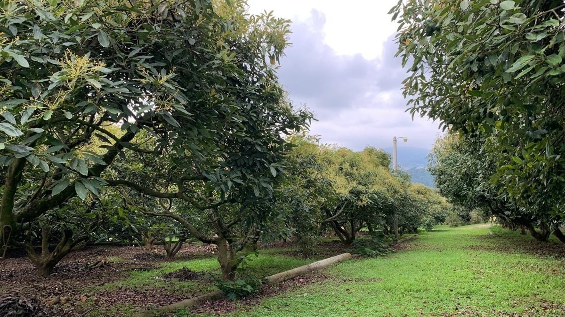 Granja en venta / Santa Lucía Milpas altas - Miniatura 34
