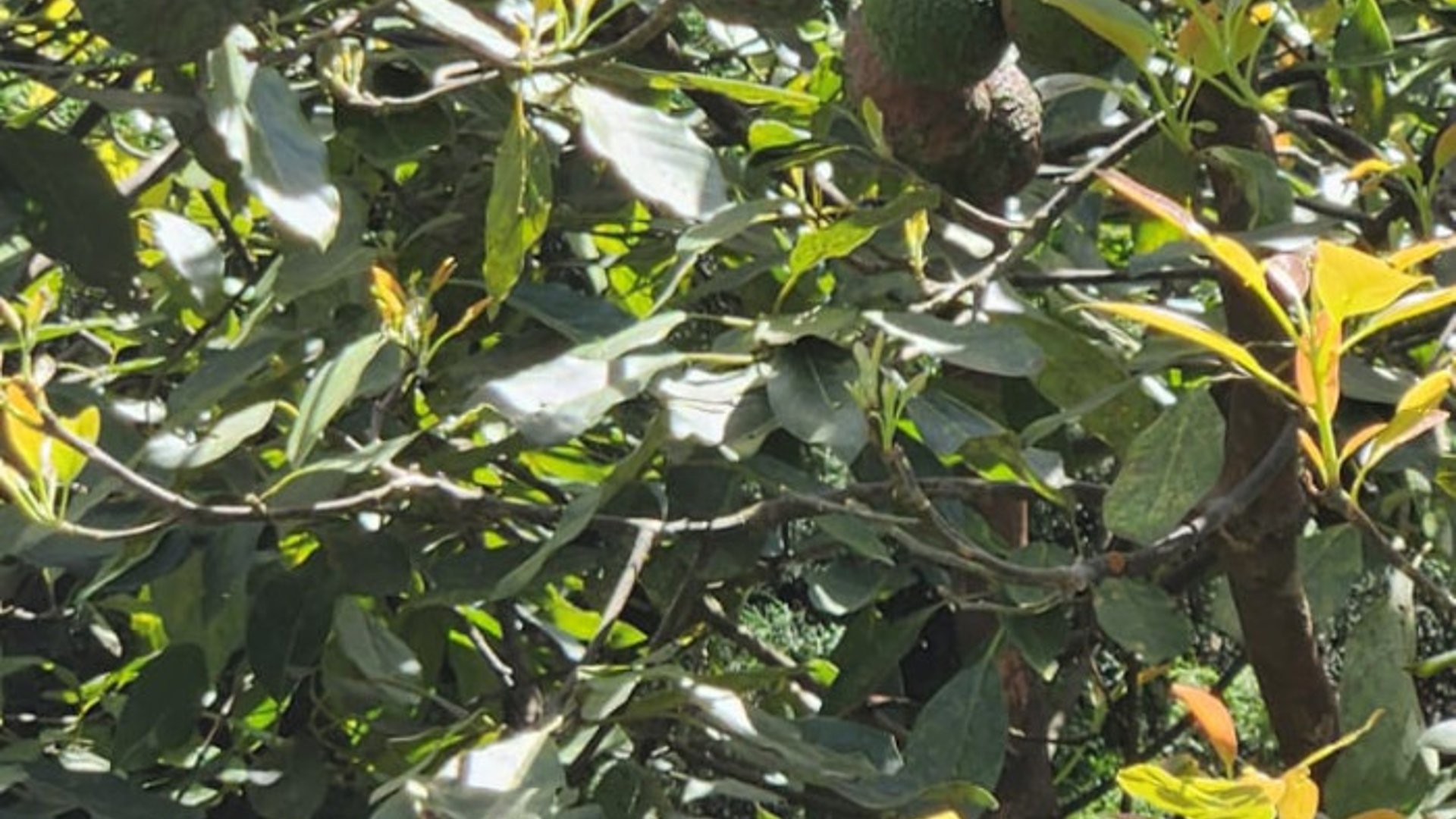 En venta finca aguacate Hass San Vicente Pacaya Esc - Miniatura 5