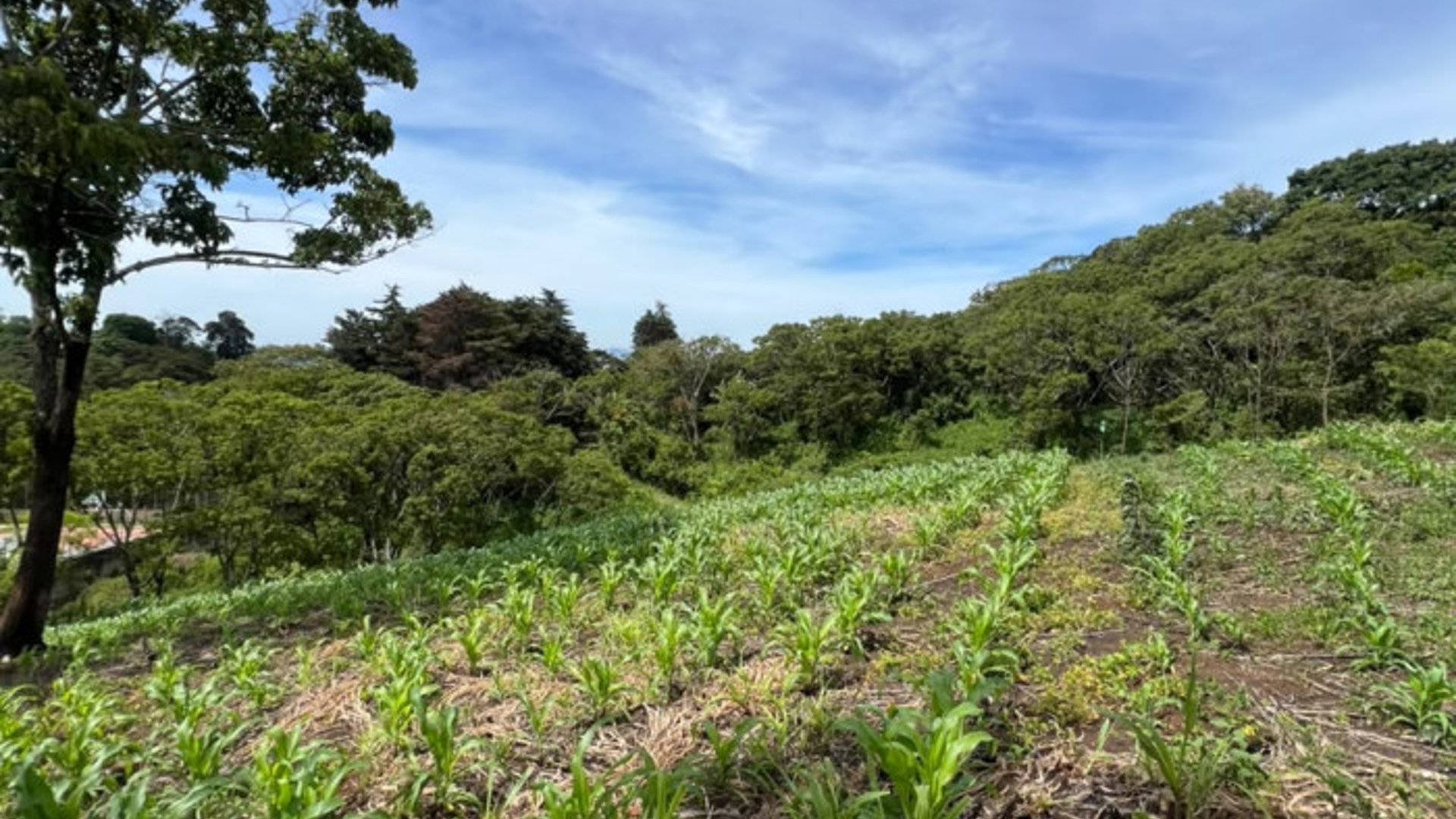 Terreno 12 Manzanas en Venta Carretera a El Salvador - Miniatura 13