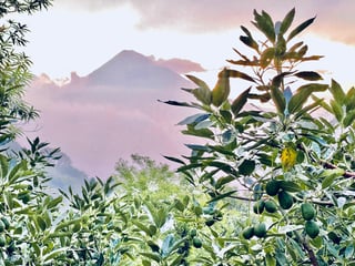 VENTA DE ESPECTACULAR FINCA EN PRODUCCIÓN - SAN VICENTE PACAYA - 3