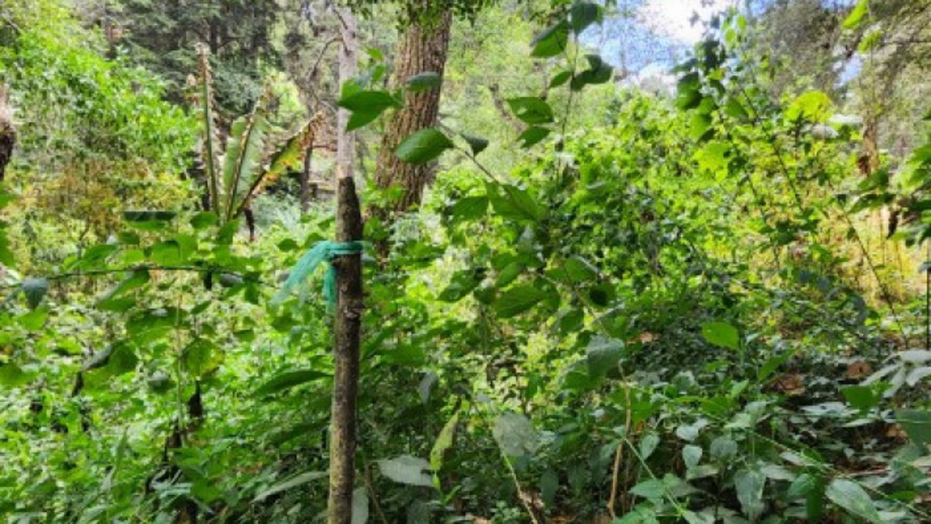 Terreno en Venta Santiago Sacatepéquez, Jardin El Alto - Miniatura 5