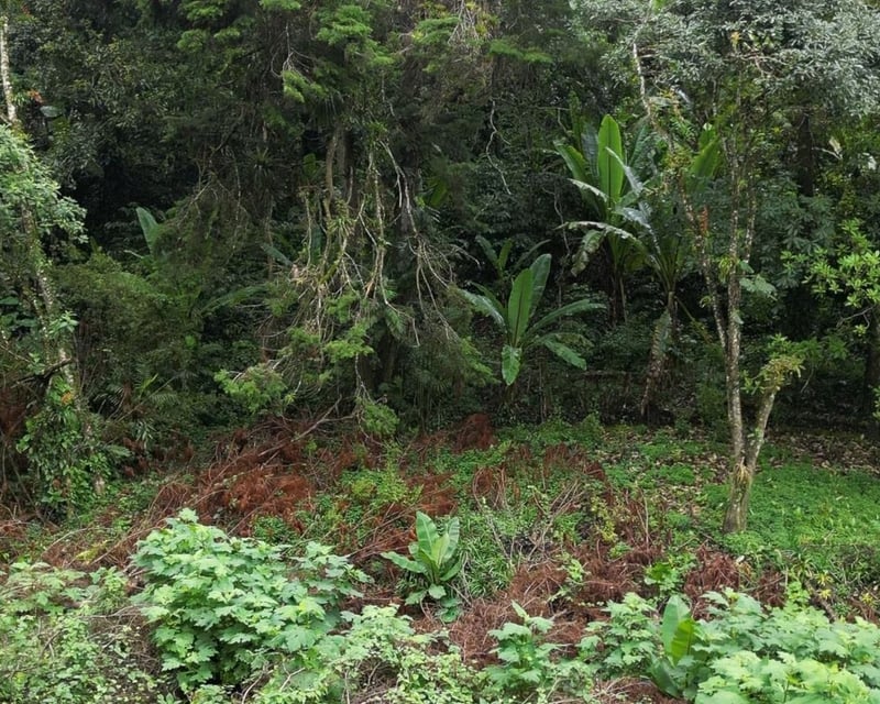 TERRENOS EN VENTA EN SANTA ROSALIA
