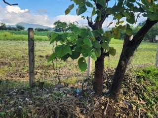 Terreno en Renta Camino a Jutiapa - 3