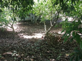 VENTA FINCA CON CULTIVO DE MANGO EN CHIQUIMULILLA - 2