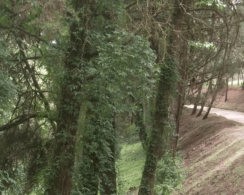VENTA DE TERRENO EN SANTA ROSALIA LA LAGUNA