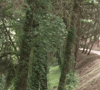 VENTA DE TERRENO EN SANTA ROSALIA LA LAGUNA