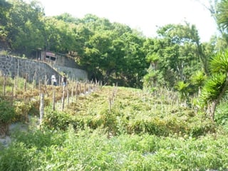 Terreno en venta en Aldea Chuitinamit Santiago Atitlán - 2