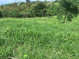 74 Manzanas en venta en Aldea El Mirador Gualan Zacapa - 3