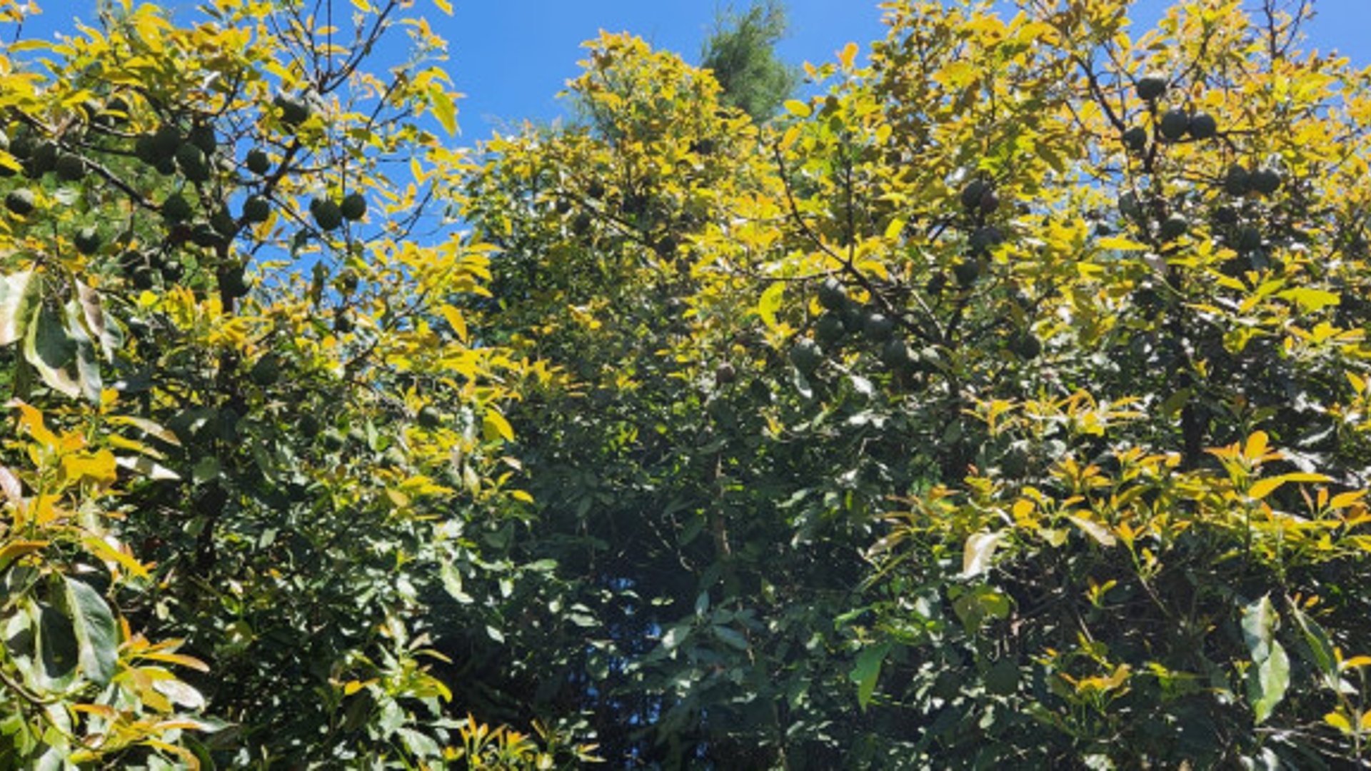 En venta finca aguacate Hass San Vicente Pacaya Esc - Miniatura 4