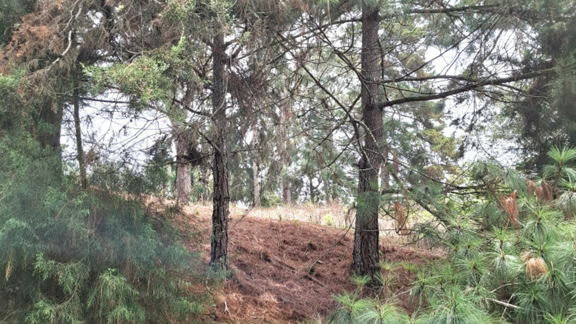 Terreno en Venta en Villa Ecuestre El Pulté Guatemala