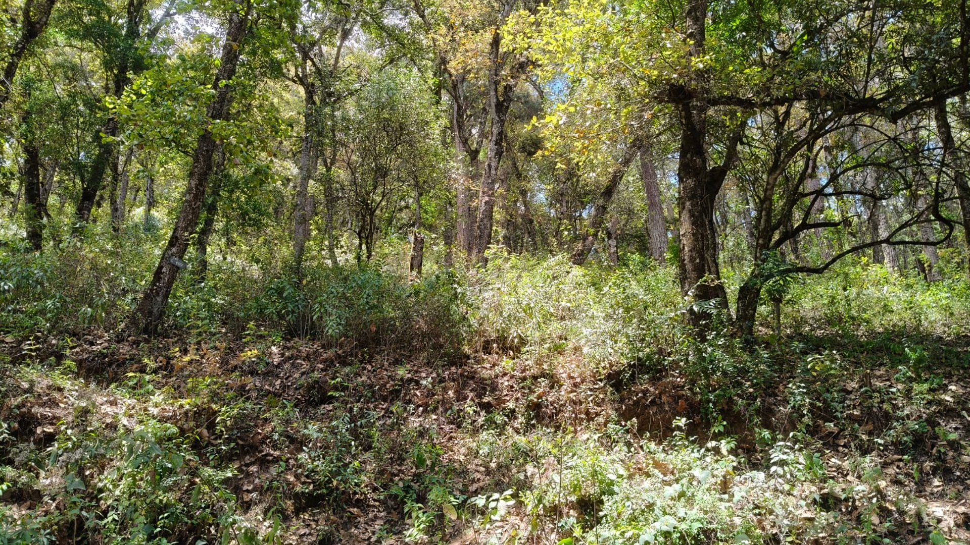 VENTA DE AMPLIO TERRENO 4,460VR2 - EL ENCINAL, MIXCO  - Miniatura 2
