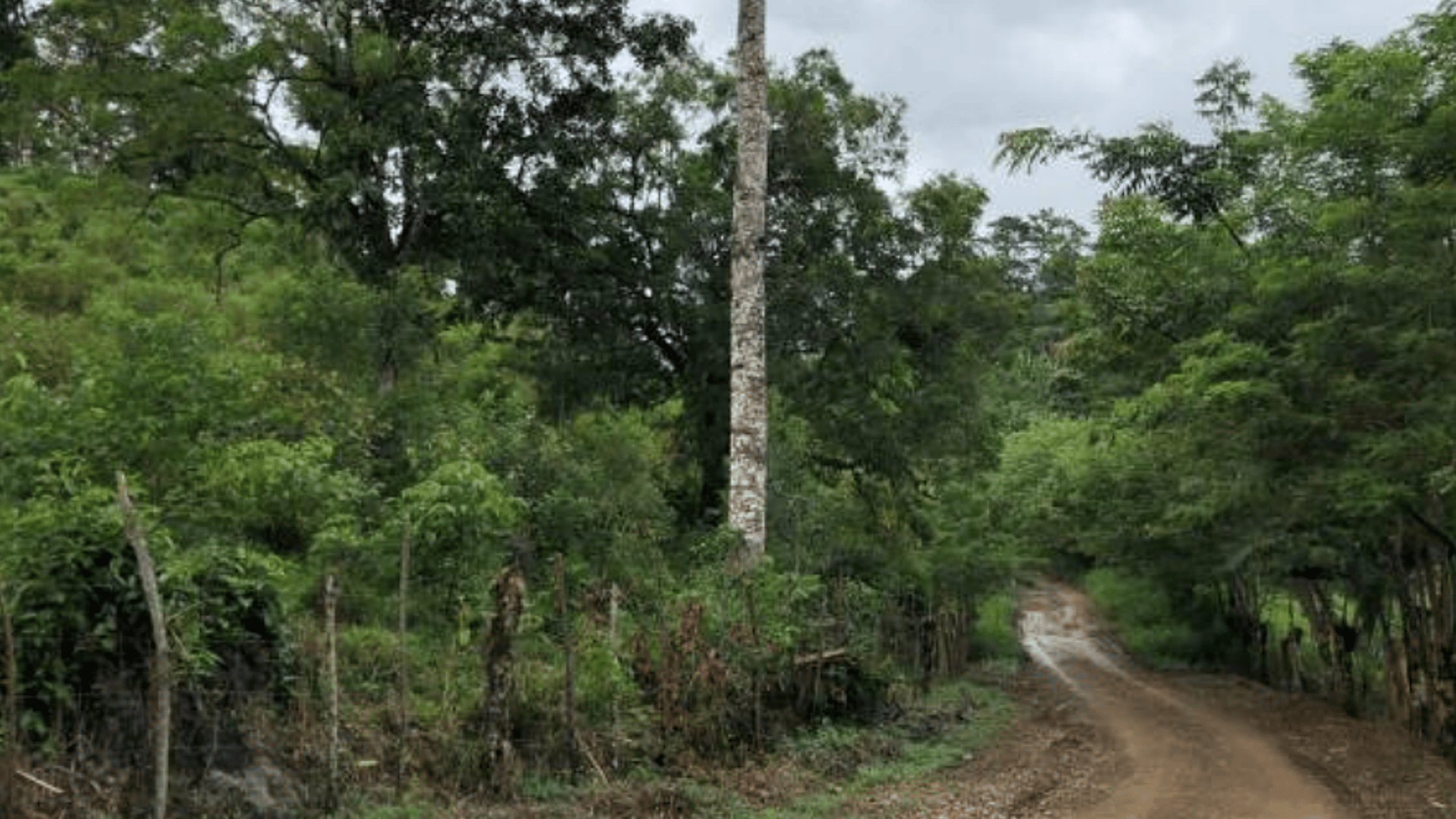 Finca en VENTA en  Municipio Nuevo Chahal, Alta Verapaz - Miniatura 2