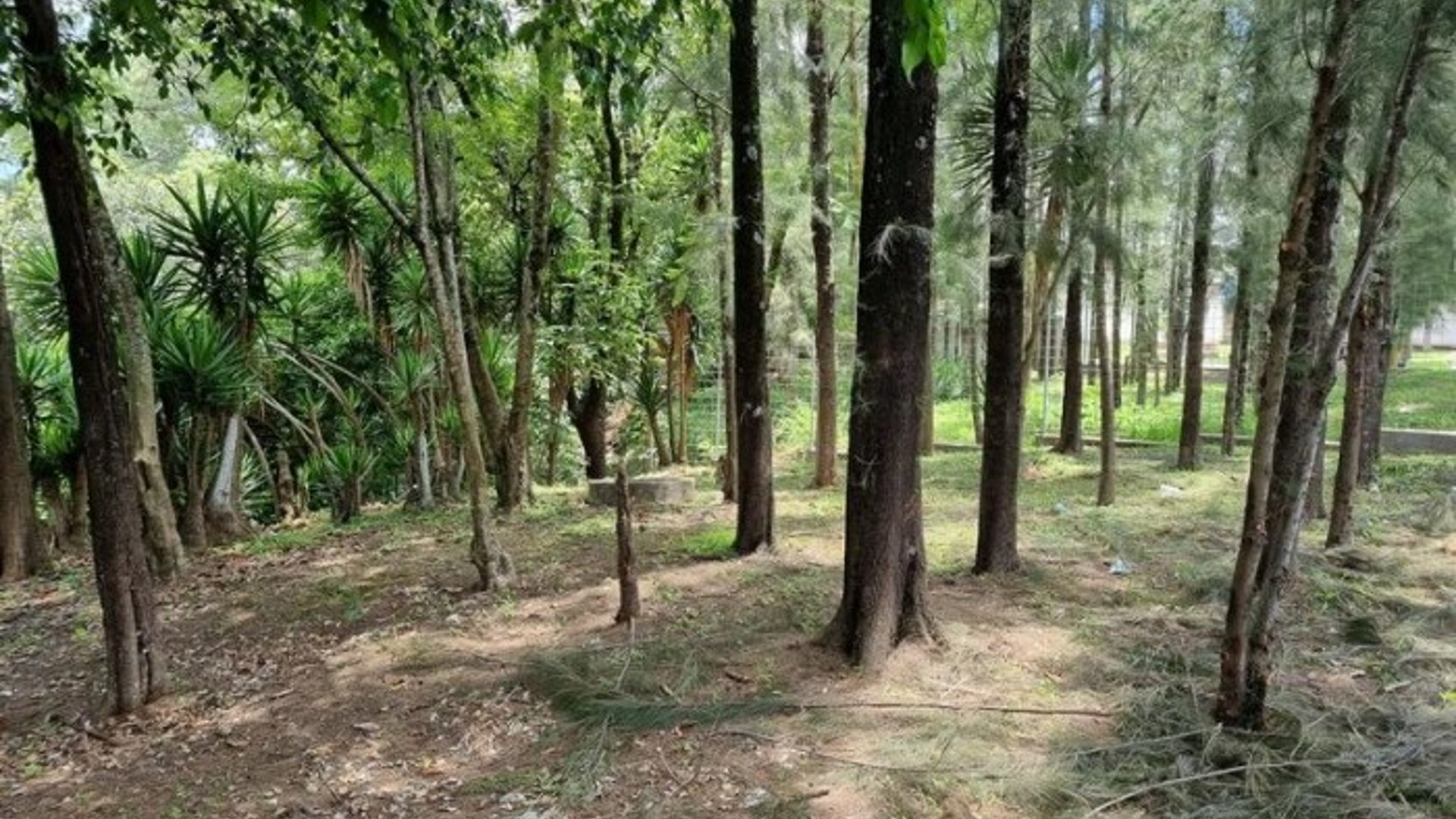 Terreno en Renta para Vivero o Restaurante tipo Pérgola
