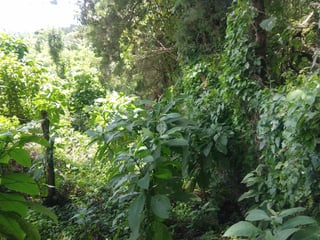 Terreno en Carretera al Salvador km 26 Sta. Elena - 2