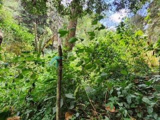 Terreno en Venta Santiago Sacatepéquez, Jardin El Alto - 5