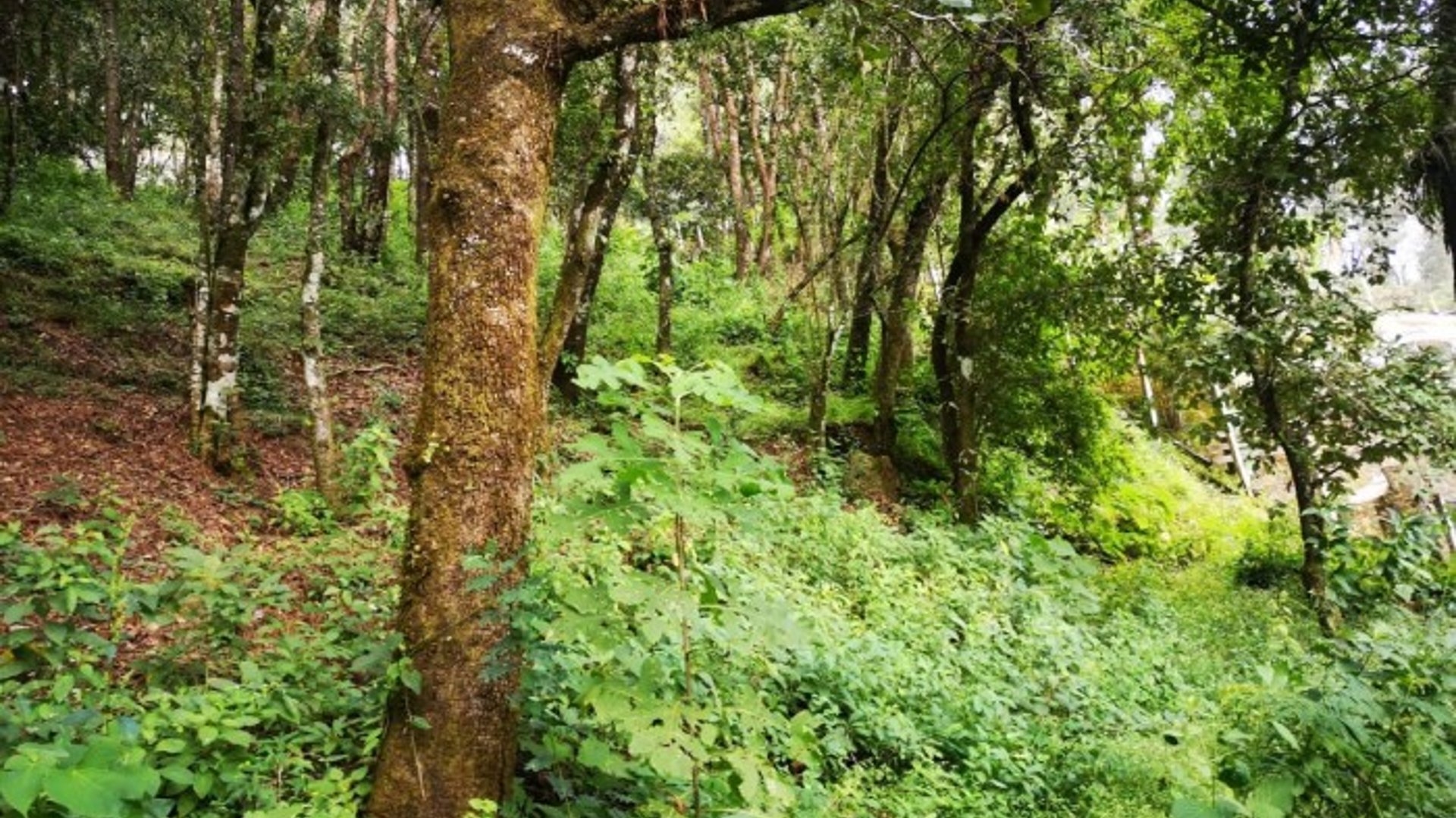 Terreno en Venta El Encinal Mixco - Miniatura 7