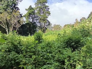 Terreno en VENTA en Santa Elena Barillas - 5