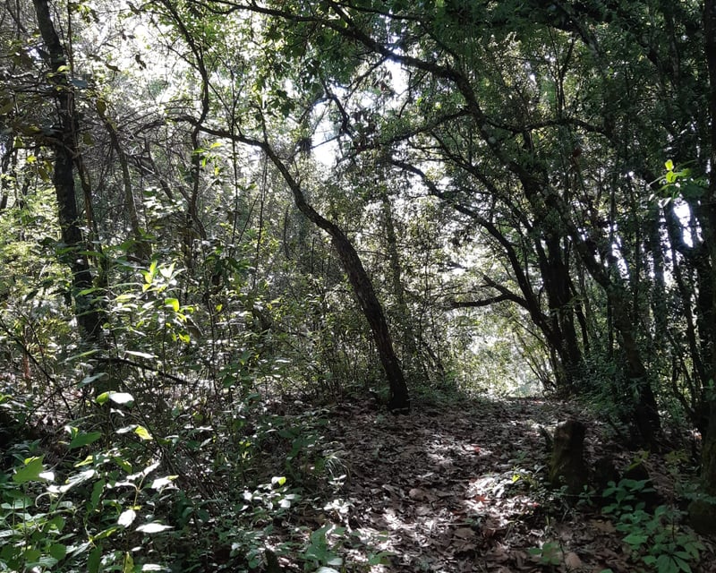 Terreno en venta, El Encinal 