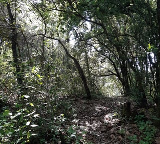 Terreno en venta, El Encinal 