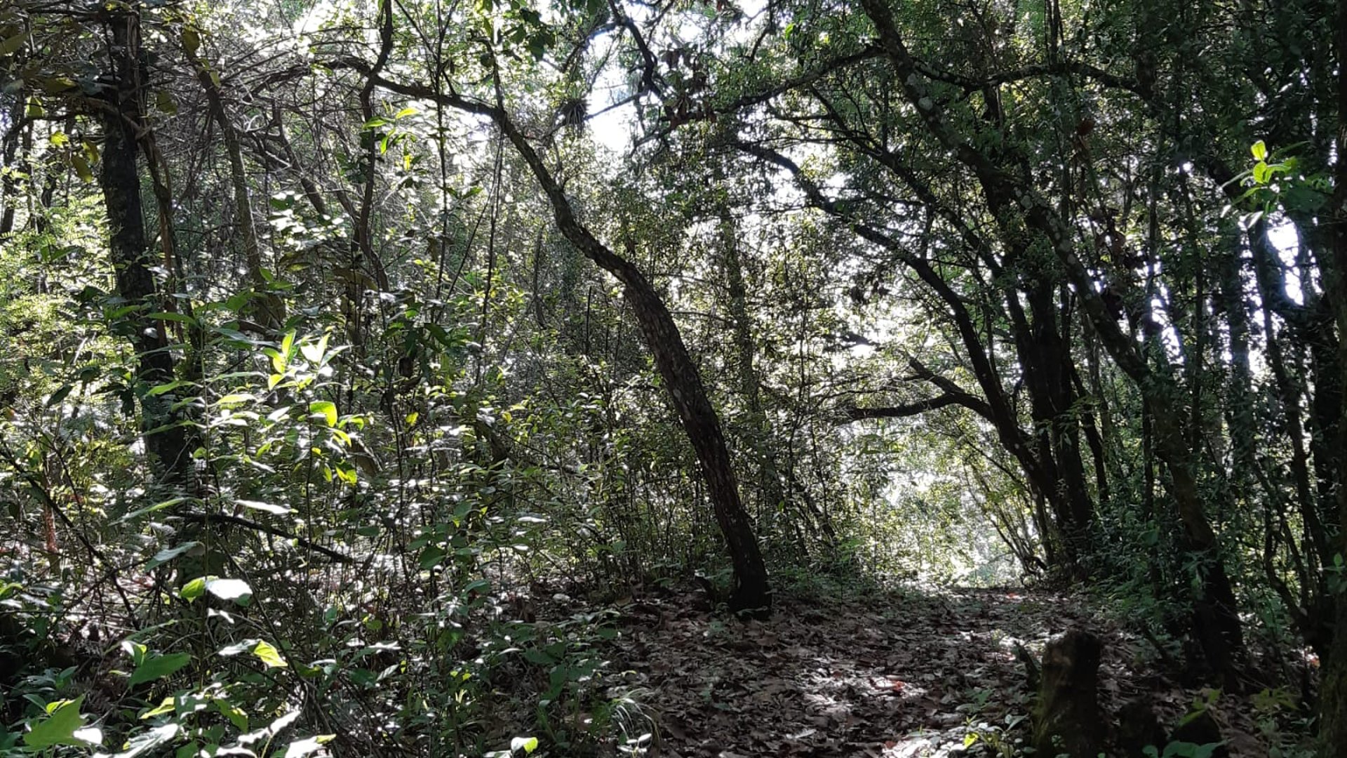 Terreno en venta, El Encinal 