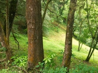 VENTA DE TERRENO EN SANTA ROSALIA LA LAGUNA - Image 8