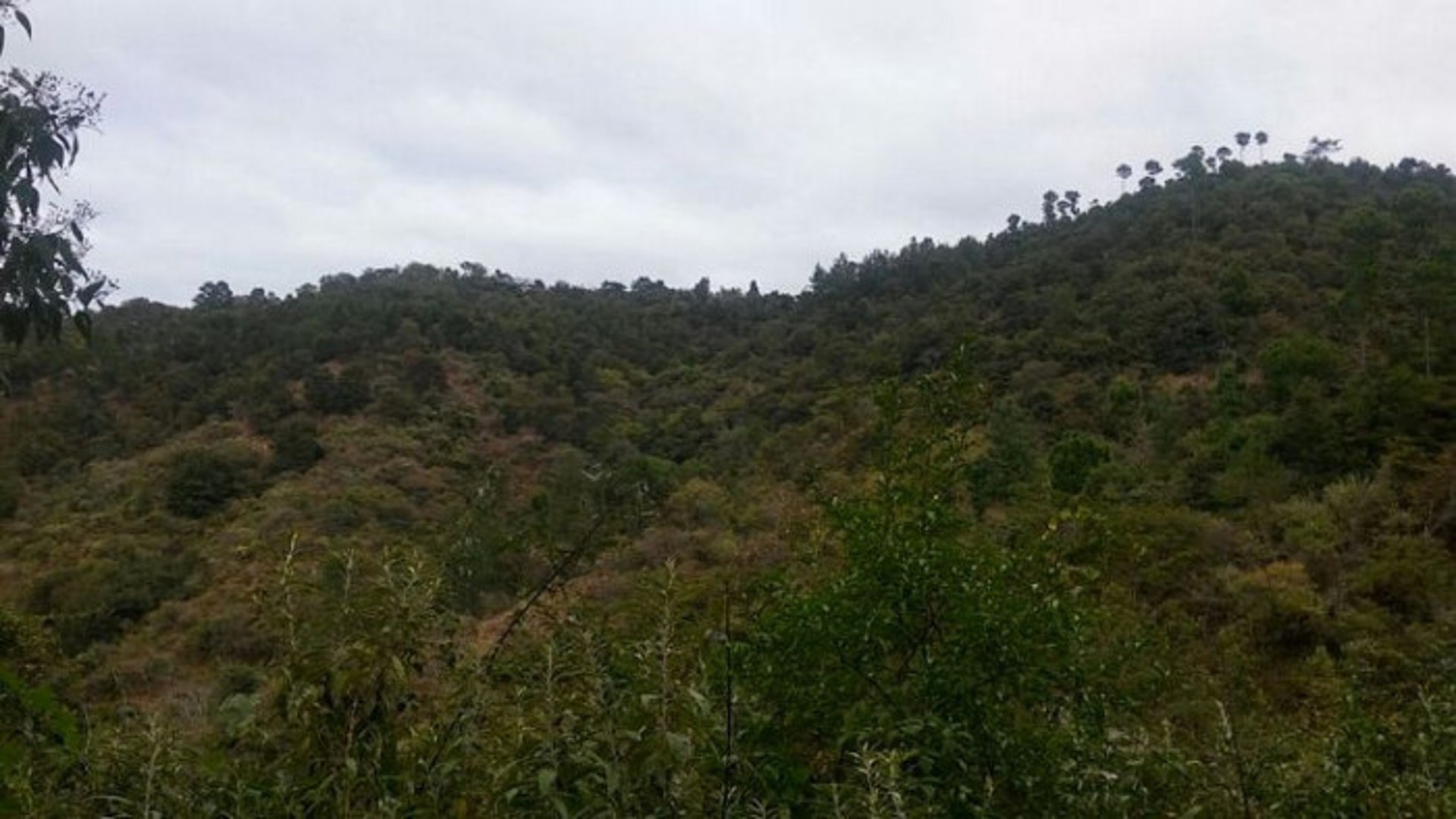 En Venta 70 Manzanas Terreno Boscoso San Pedro Ayampuc - Miniatura 2