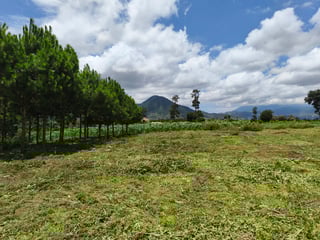 Land for sale in Los Planes de Sumango - Image 17