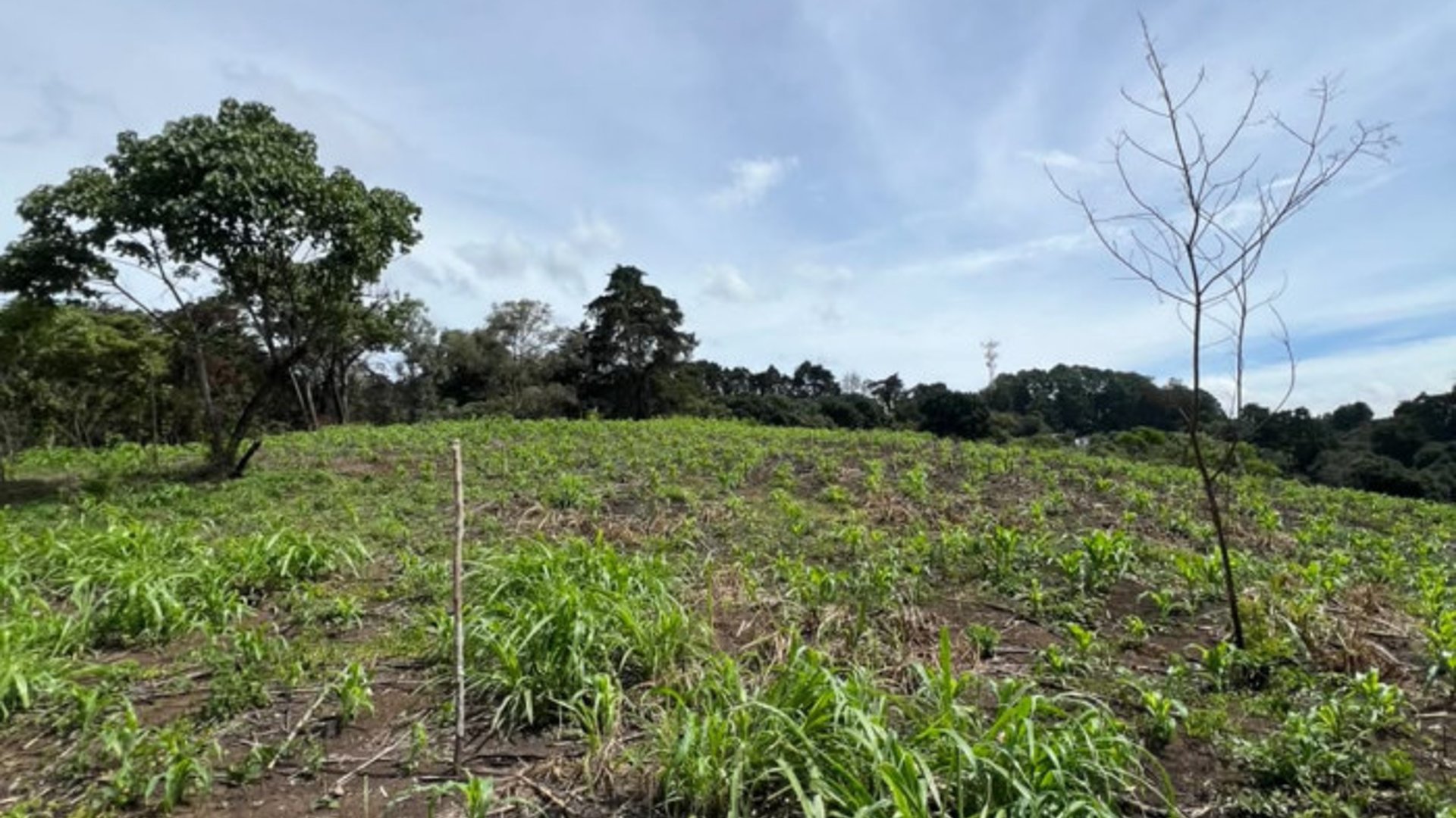 Terreno 12 Manzanas en Venta Carretera a El Salvador - Miniatura 11
