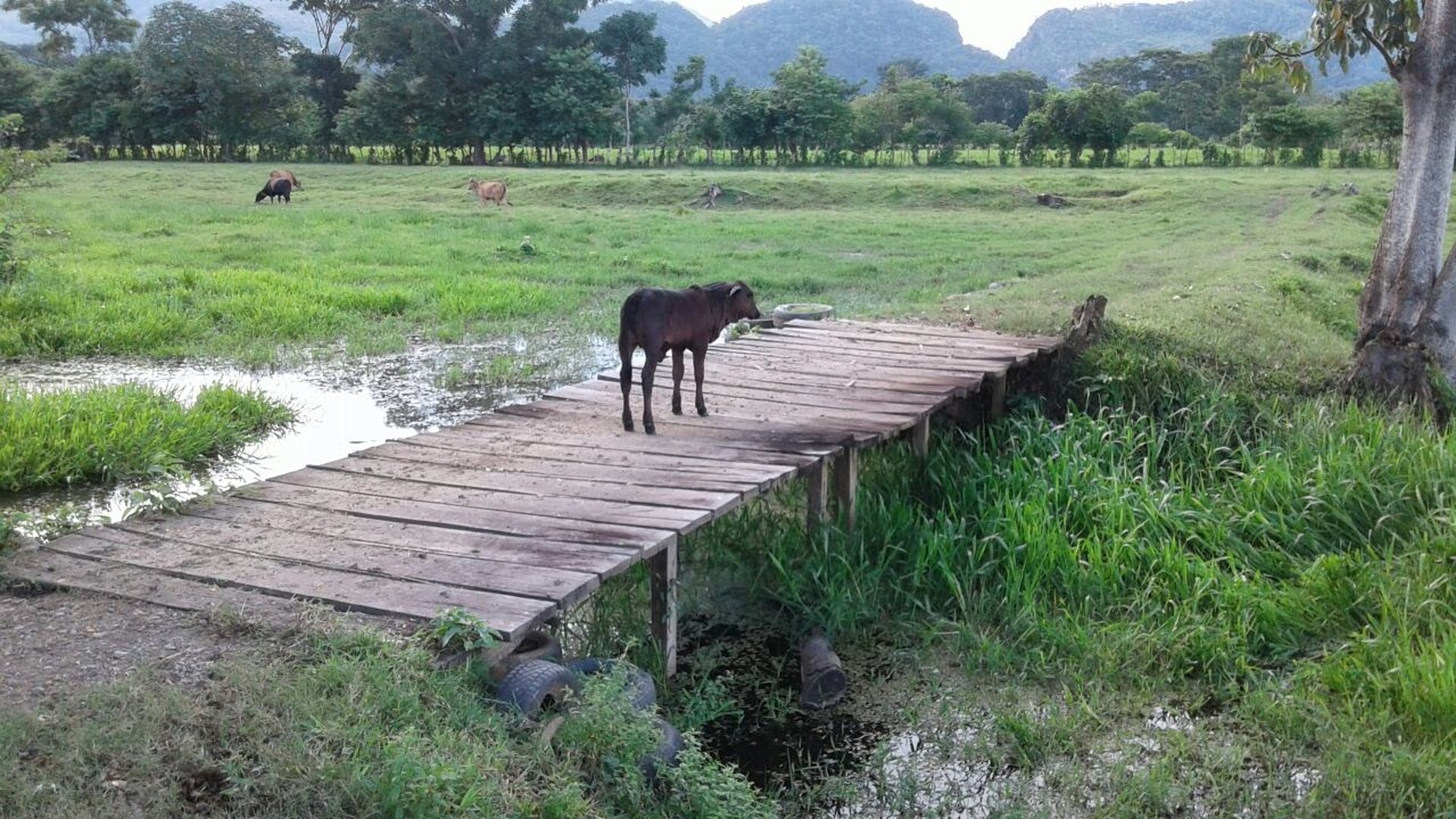 FINCA EN VENTA EN ALDEA EL SAUCE  - Miniatura 8