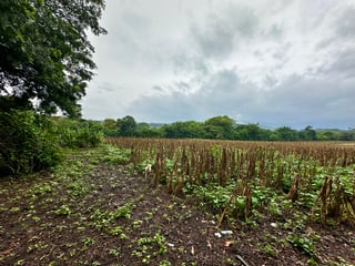 Terreno en Venta en El Jocotillo, Villa Canales - 5