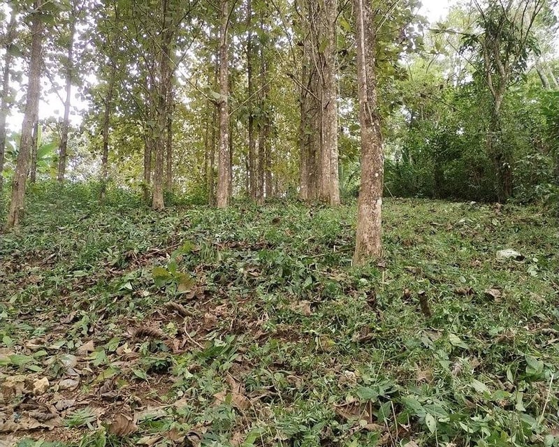 Finca con Producción de Teca en VENTA en Alta Verapaz