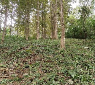 Finca con Producción de Teca en VENTA en Alta Verapaz