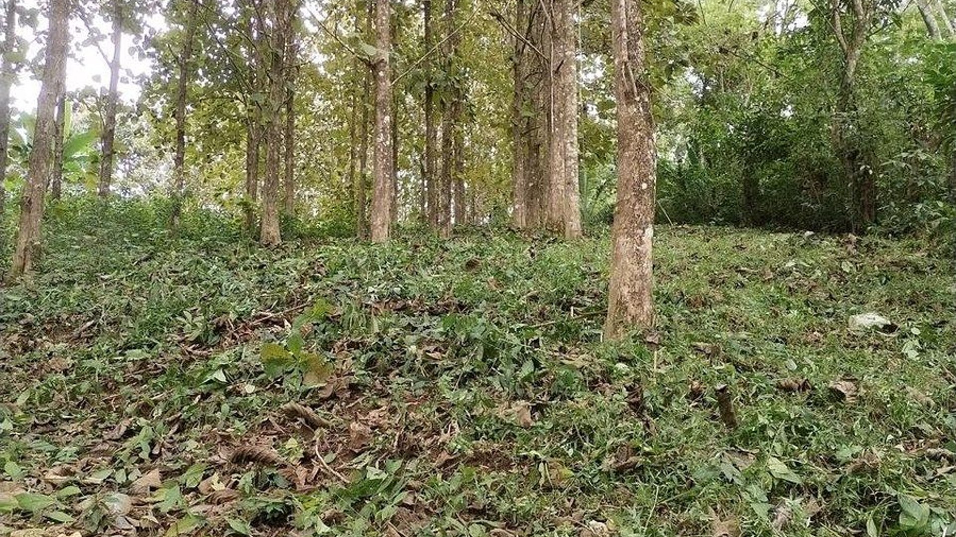 Finca con Producción de Teca en VENTA en Alta Verapaz