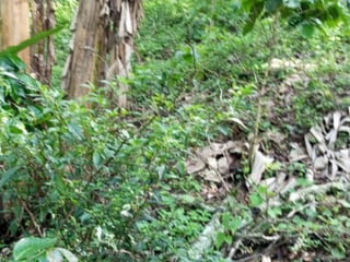 Terreno en venta para desarrollo comercial en Amatitlán - 2